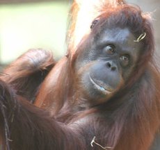 Orang-Utan-1.jpg